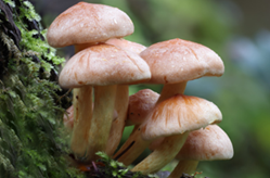 Environmental Health & Community Resilience 